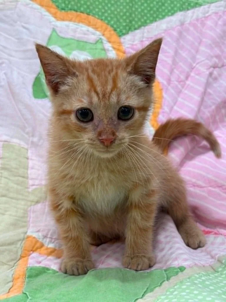 A baby small-sized female Domestic Short Hair cat named Meow Mix for adoption in Warrenton, NC
