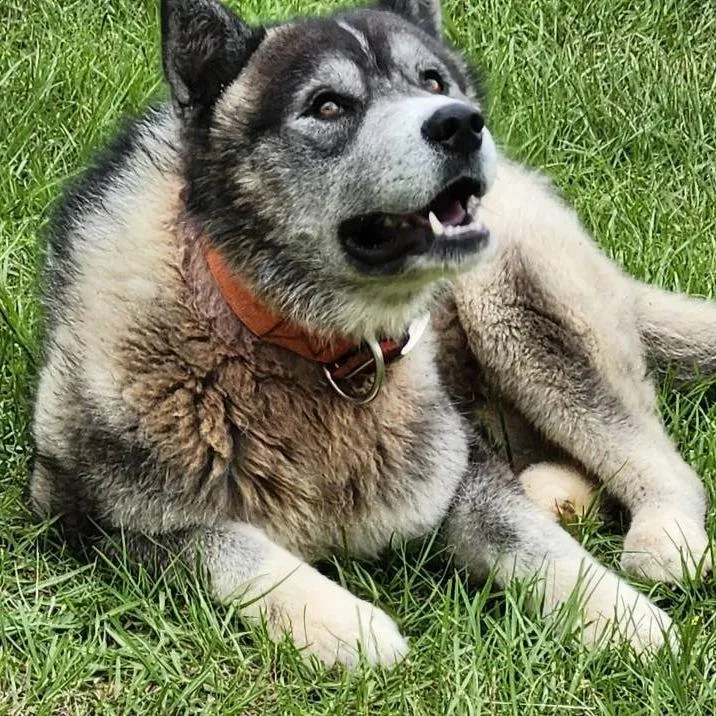 Timber