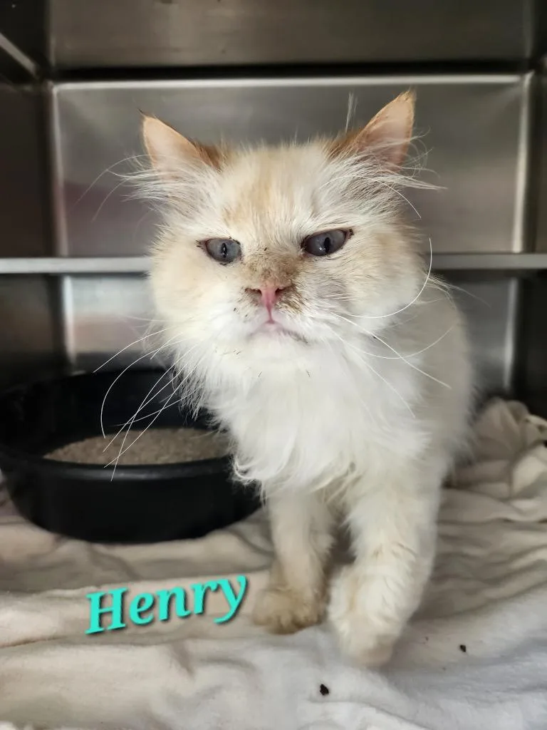 An adult small-sized male Persian cat named Henry for adoption in Cambridge, MD