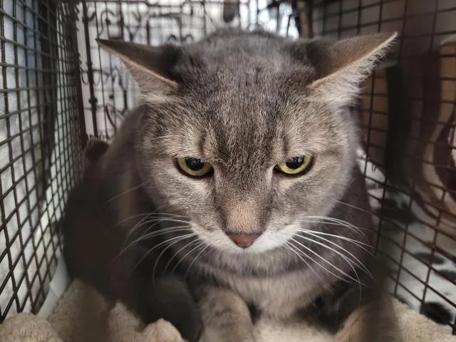 An adult medium-sized male Domestic Short Hair cat named Will for adoption in San Pedro, CA