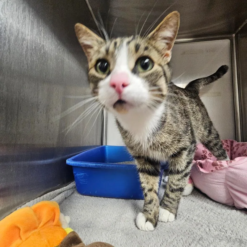 An adult small-sized male Brown / Chocolate Domestic Short Hair cat named Rudy for adoption in Grantsville, UT