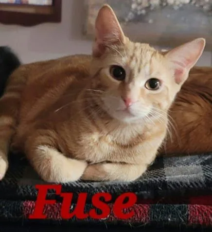 Fuse thumbnail 2