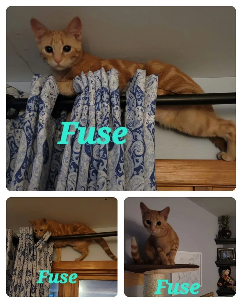 Fuse thumbnail 3