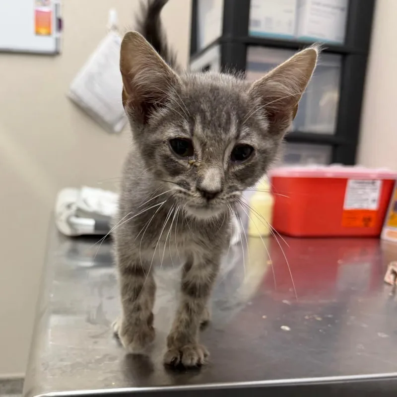 A baby small-sized male Gray / Blue / Silver Domestic Short Hair cat named Turtle Sandbox for adoption in Morganton, NC