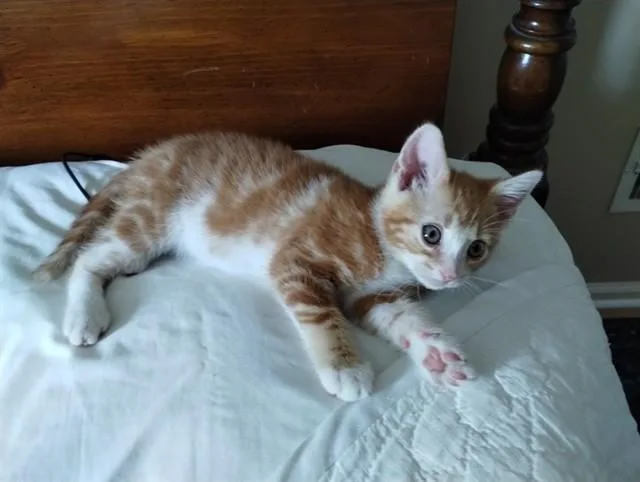 A baby small-sized male Domestic Short Hair cat named Sunny for adoption in Louisville, KY