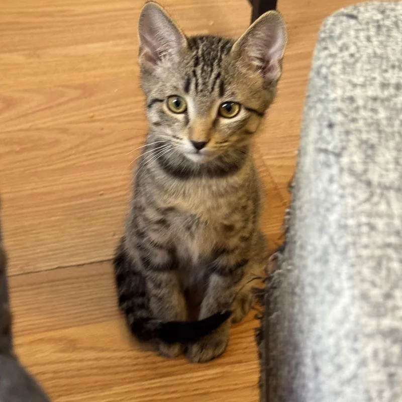 A baby medium-sized male Tabby (Buff / Tan / Fawn) Tabby cat named Milk for adoption in Henderson, NV