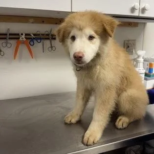 A baby medium-sized male Husky dog named Lipton for adoption in Worcester, MA