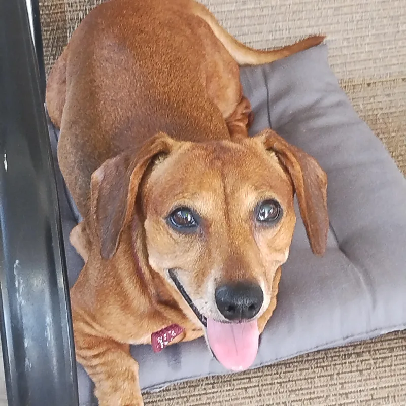 An adult small-sized female Dachshund dog named Annabelle for adoption in Coatesville, PA