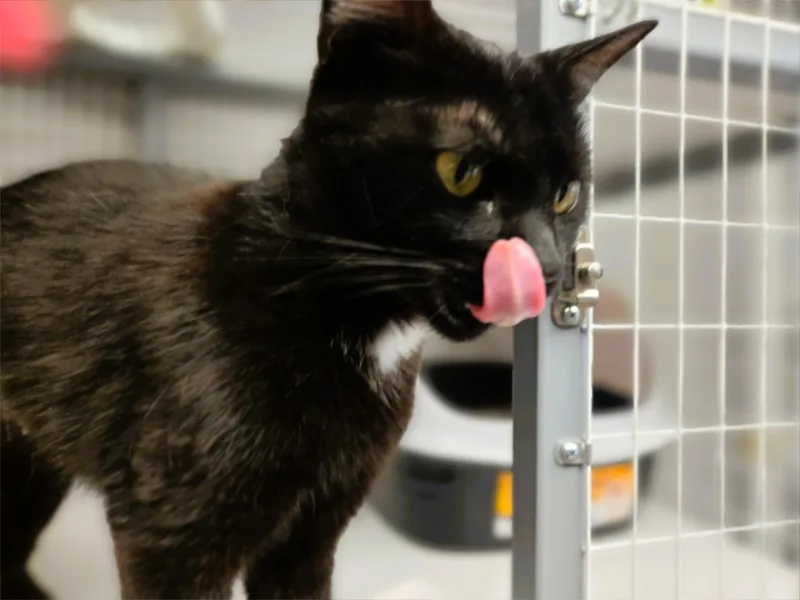 An adult small-sized female Black Domestic Short Hair cat named Ivy for adoption in Milford, CT