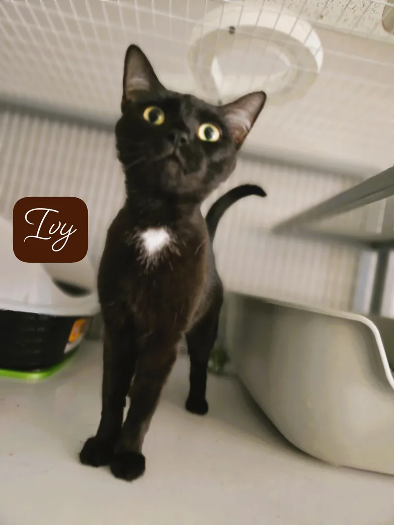 Ivy thumbnail 2
