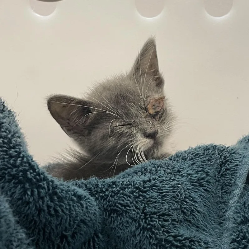A baby small-sized female Gray / Blue / Silver Domestic Short Hair cat named Mrs. Teagan for adoption in Columbus, GA