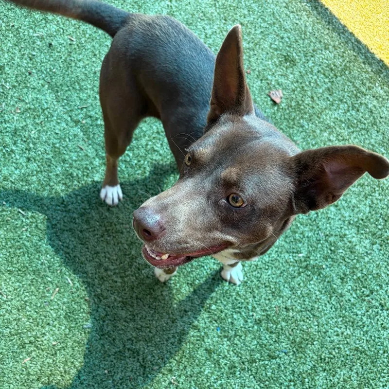 An adult medium-sized female Brown / Chocolate Mixed Breed dog named Granola for adoption in Greensboro, NC