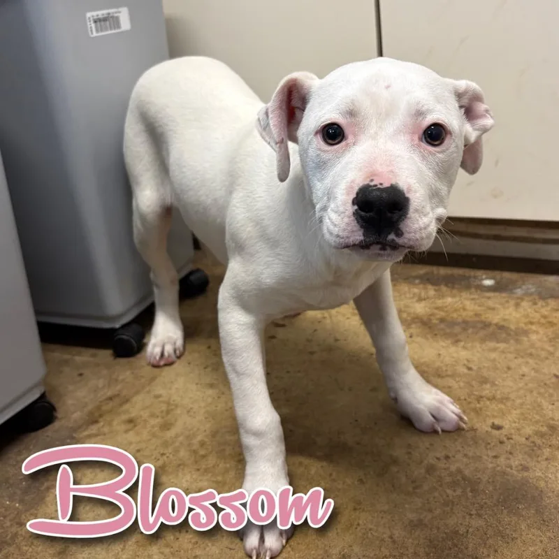 A baby medium-sized female American Bulldog dog named Blossom for adoption in Hillsboro, OH