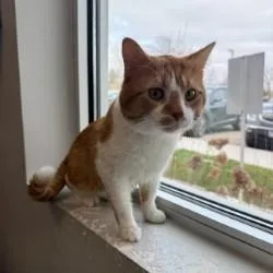 Sid The Sloth thumbnail 2