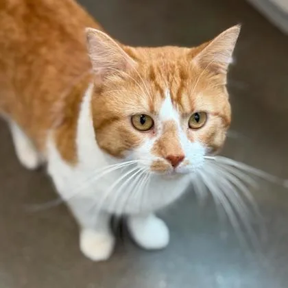 Sid The Sloth thumbnail 3