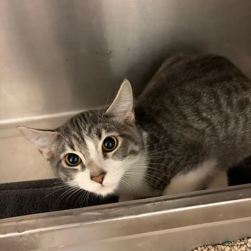 A baby small-sized female Gray / Blue / Silver Domestic Short Hair cat named Jello for adoption in Idaho Falls, ID