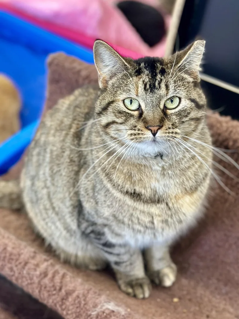 Sadie thumbnail 5