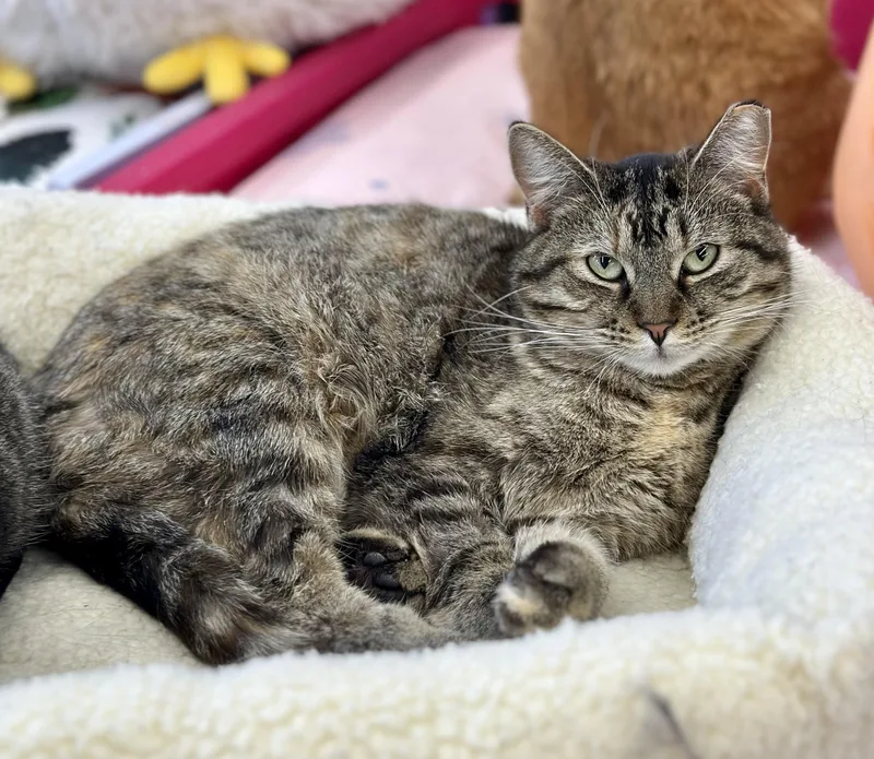 An adult medium-sized female Domestic Short Hair cat named Sadie for adoption in Faribault, MN