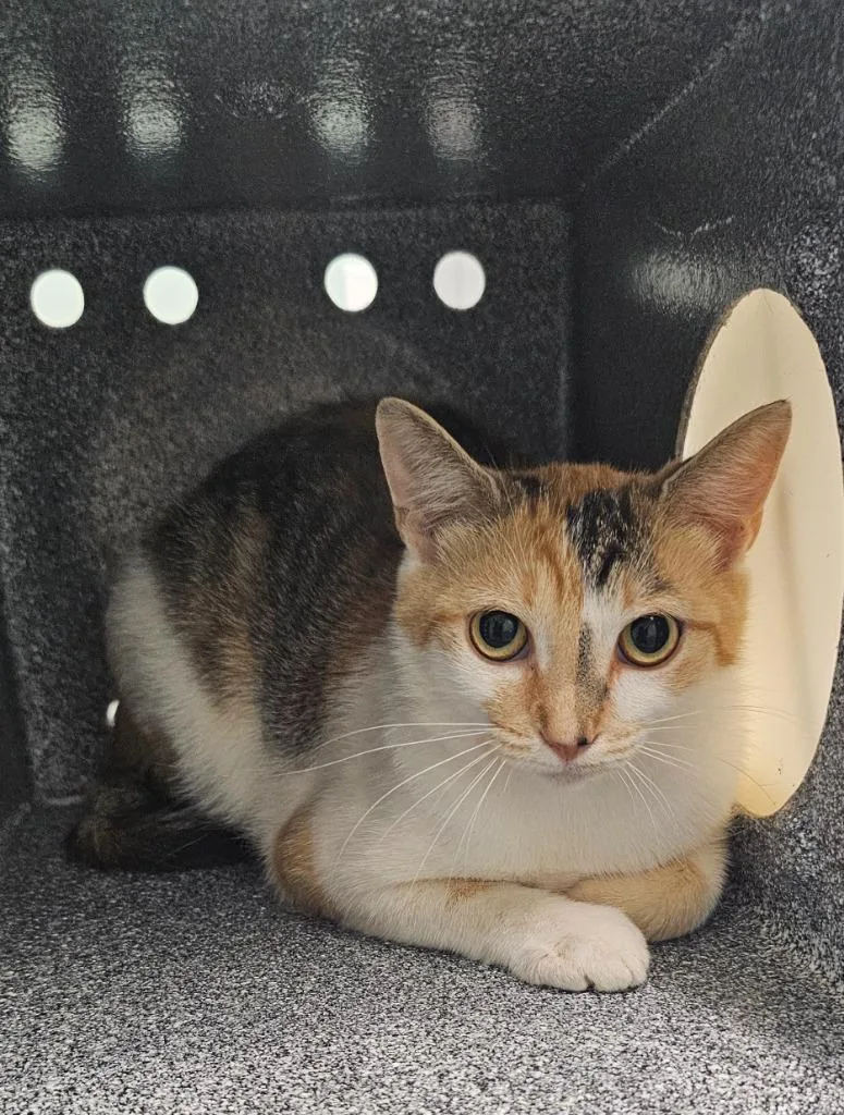 A young small-sized female Domestic Short Hair cat named Mirabelle for adoption in Athens, TN