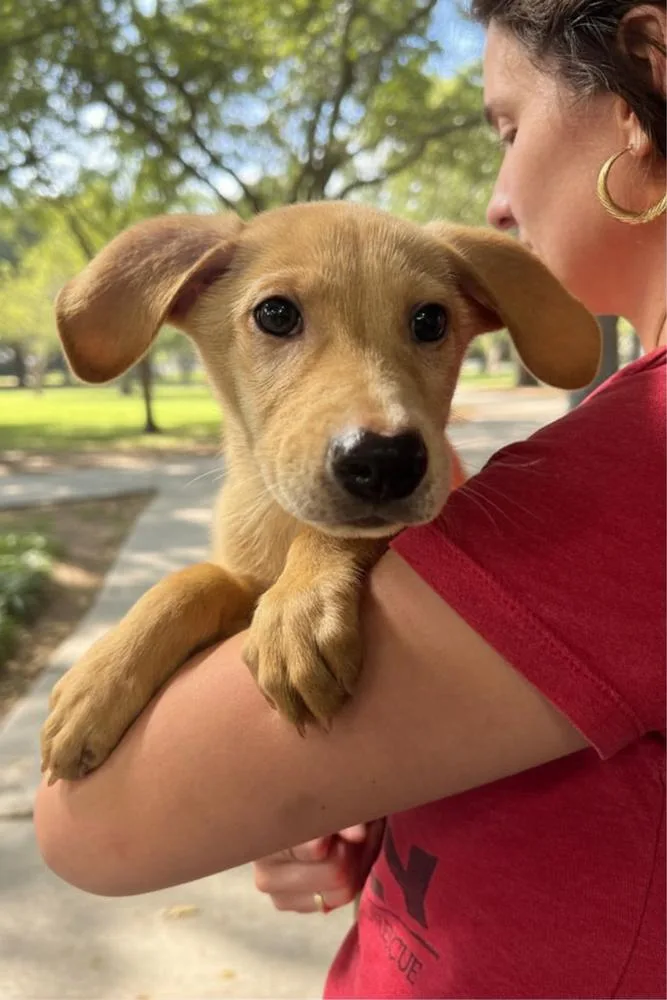 A baby medium-sized male Brown / Chocolate Terrier dog named Perseus for adoption in Elmsford, NY