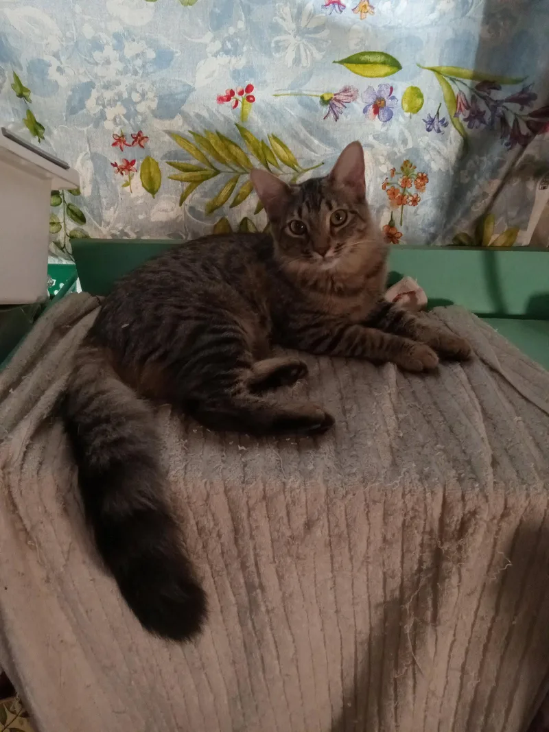 A young medium-sized female Domestic Long Hair cat named Bennie Female for adoption in Chandler, AZ