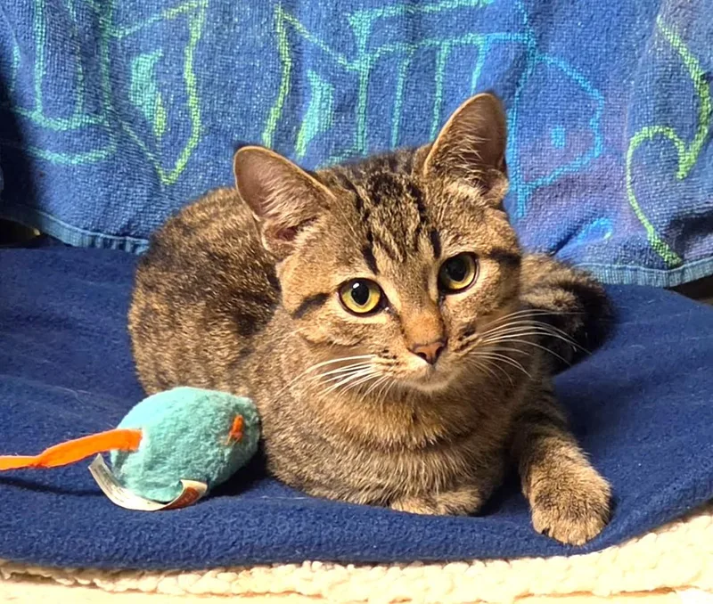 Marshall thumbnail 2