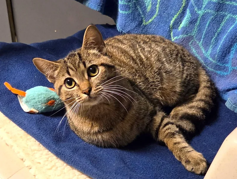 Marshall thumbnail 3