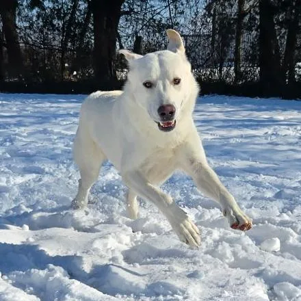 Sugarcane thumbnail 2