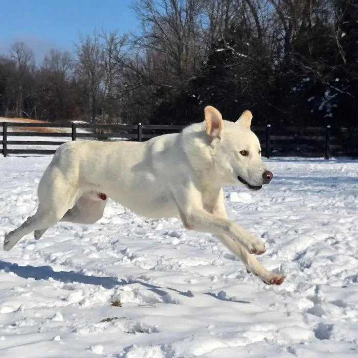 Sugarcane thumbnail 3