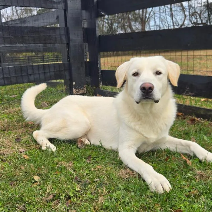 Sugarcane thumbnail 4