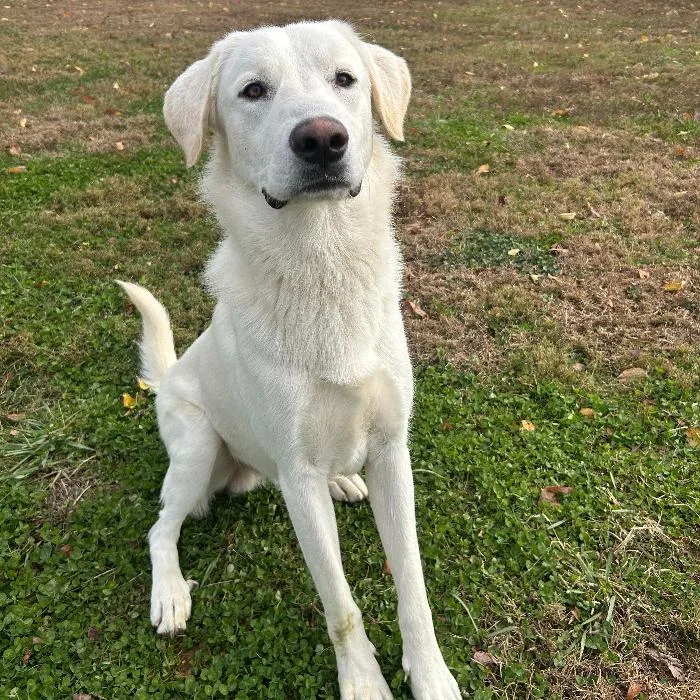 Sugarcane thumbnail 5