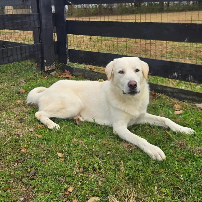 Sugarcane thumbnail 6