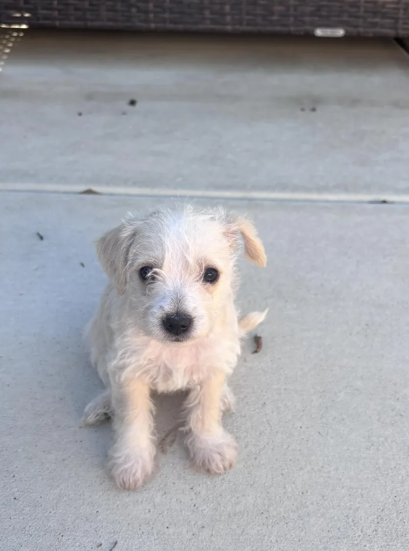 A baby small-sized female Terrier dog named Payton for adoption in Los Angeles, CA