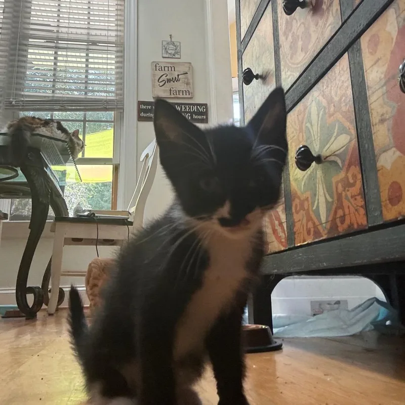 A baby small-sized male Black American Shorthair cat named Pickles for adoption in Abbeville, SC