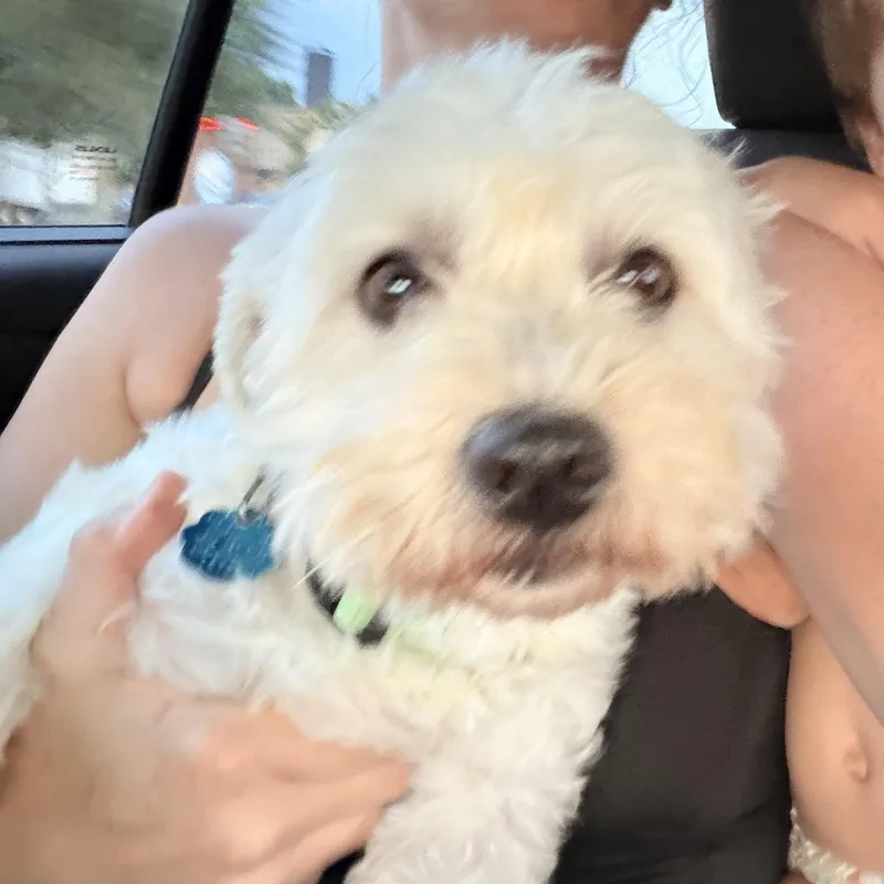 An adult small-sized male Maltese dog named Bennie for adoption in Warrior, AL