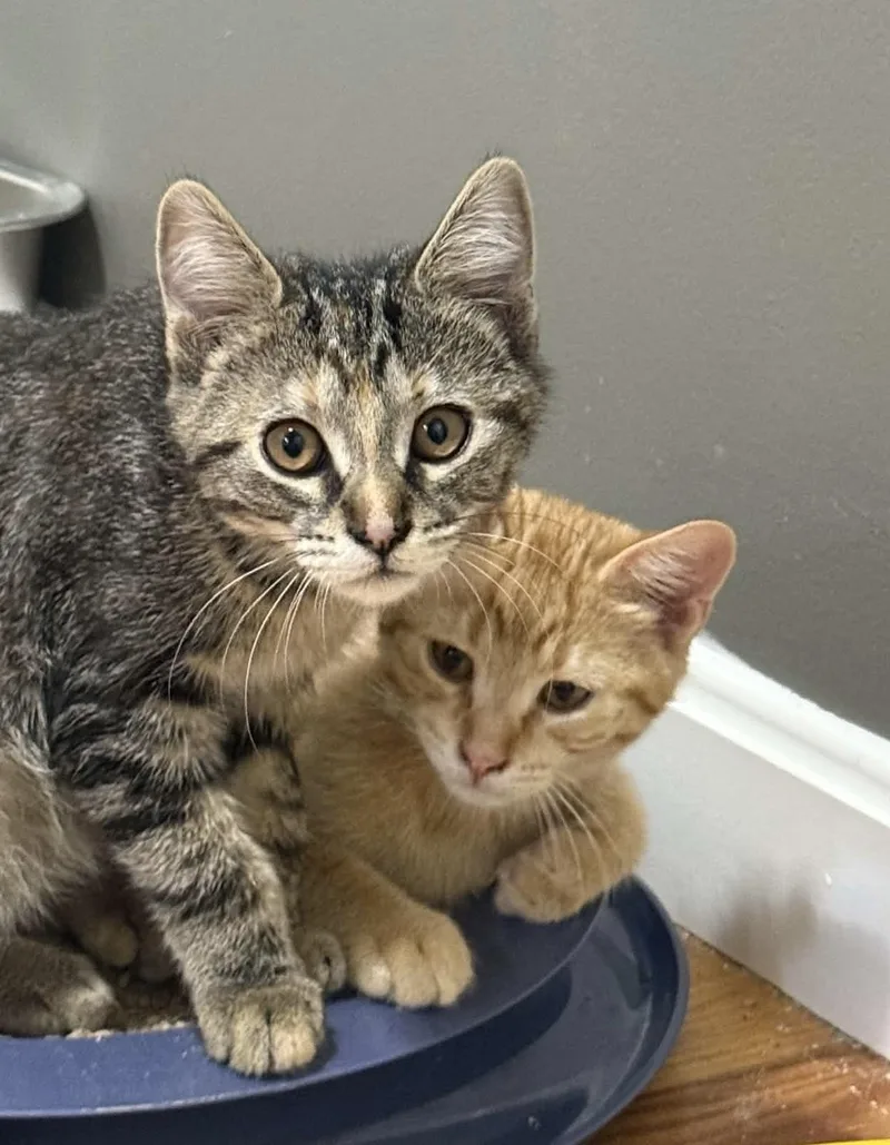 A baby medium-sized male Orange & White Domestic Short Hair cat named Bruce Bubba for adoption in Acushnet, MA