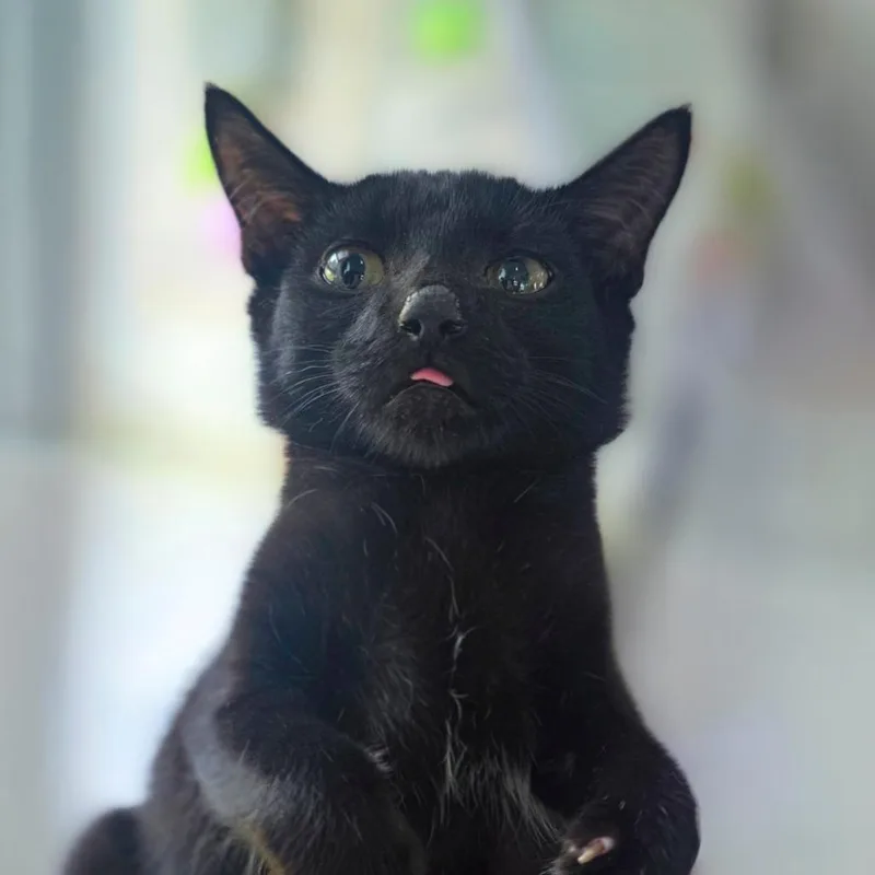 A baby small-sized male Black Domestic Short Hair cat named Ranger for adoption in Chapel Hill, NC