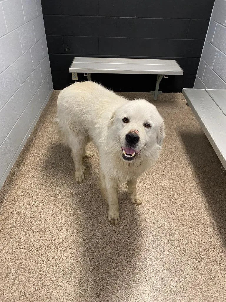 An adult large-sized male Great Pyrenees dog named Marshmallow for adoption in Troy, OH