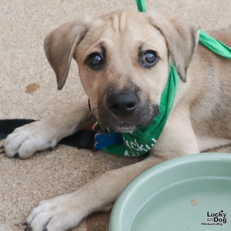 A baby large-sized male Australian Cattle Dog / Blue Heeler dog named Astero for adoption in Washington, DC