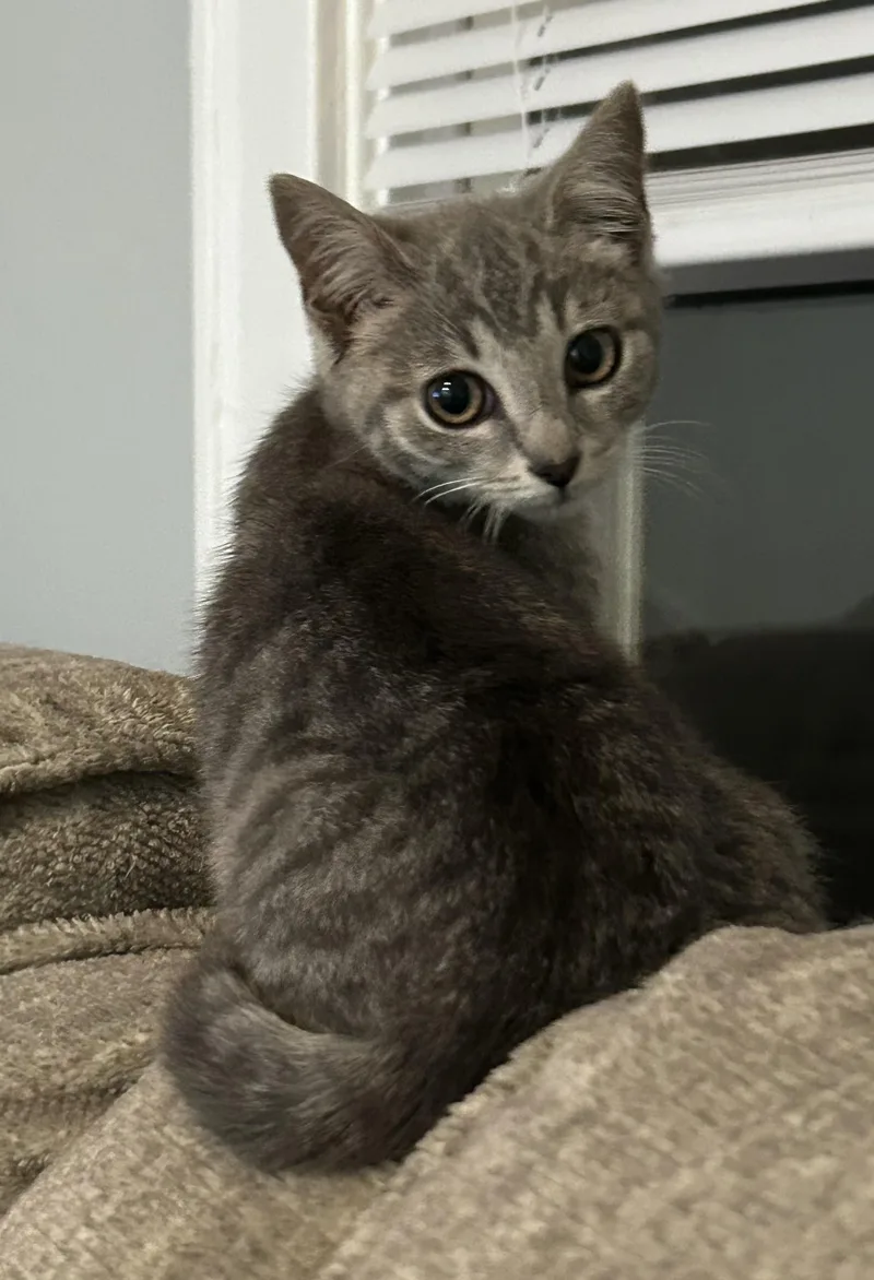 A baby small-sized female Tabby (Gray / Blue / Silver) Domestic Short Hair cat named Carmen for adoption in Beckley, WV