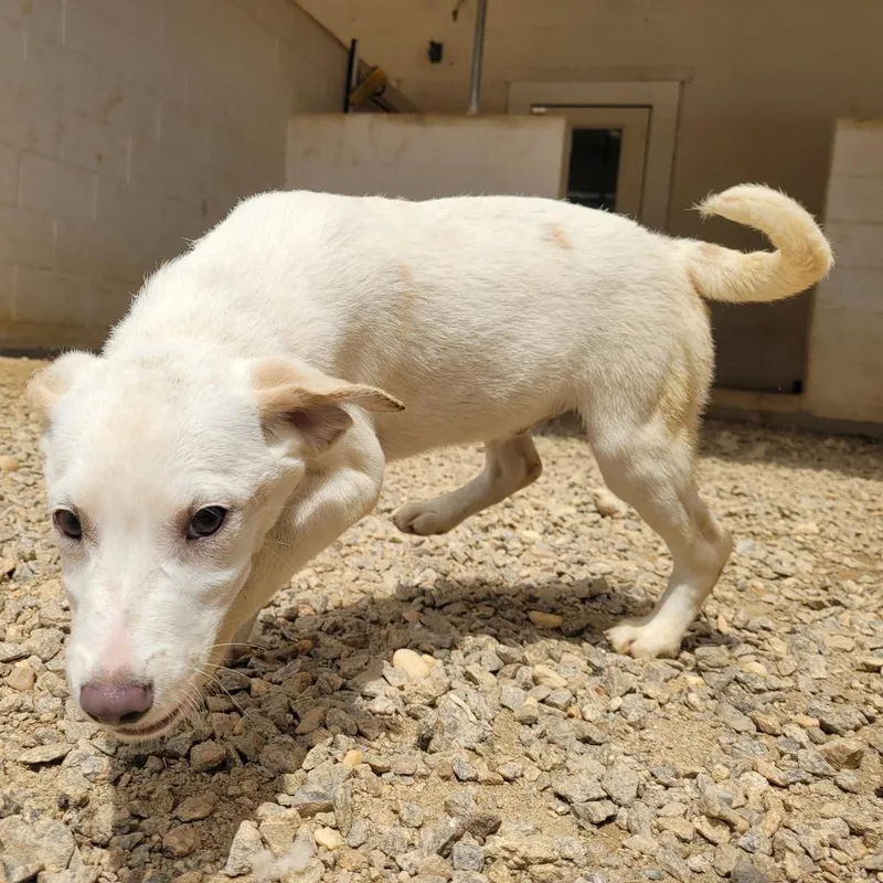 A baby small-sized male White / Cream Mixed Breed dog named Jasper for adoption in LOXAHATCHEE, FL
