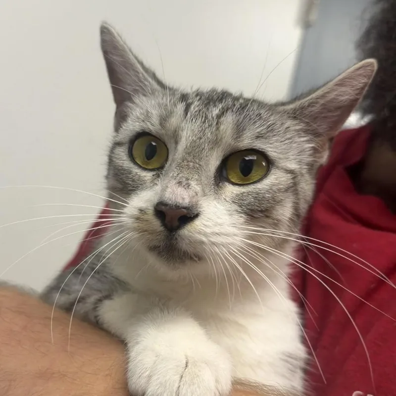 An adult medium-sized female Gray / Blue / Silver Domestic Short Hair cat named Denice for adoption in Birmingham, AL