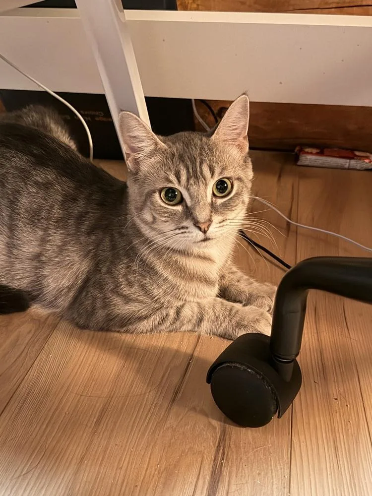 A young medium-sized female Gray / Blue / Silver Domestic Short Hair cat named Sahara for adoption in Lansing, MI