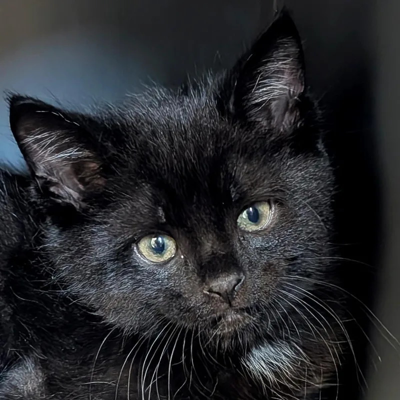 A baby medium-sized male Black Domestic Short Hair cat named Kituno  Reduced Fee for adoption in Jefferson, WI
