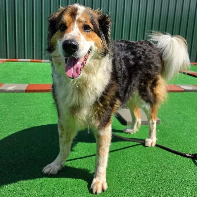 A senior medium-sized male Great Pyrenees dog named Max for adoption in Roanoke, VA