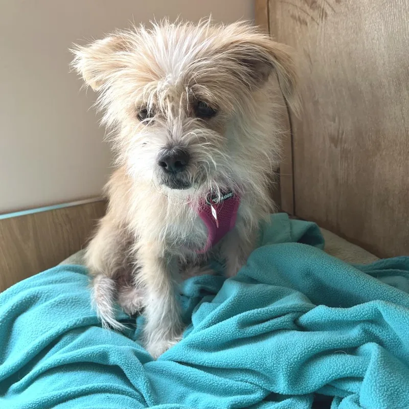 A senior small-sized female White / Cream Terrier dog named Harriet for adoption in San Francisco, CA