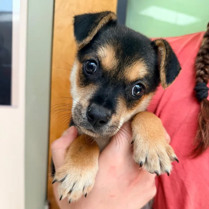 A baby small-sized male Brown / Chocolate Australian Shepherd dog named Velcro for adoption in Columbus, GA