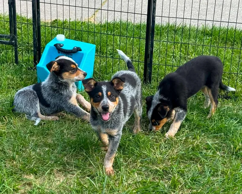A baby small-sized female Australian Cattle Dog / Blue Heeler dog named Struts for adoption in Indianapolis, IN
