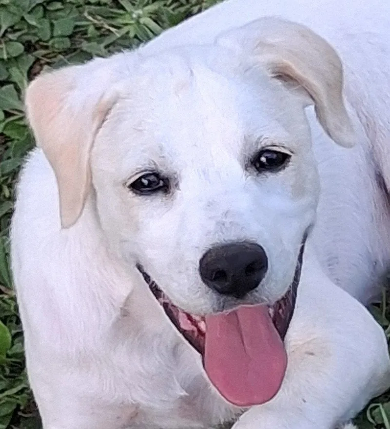 Poppy
