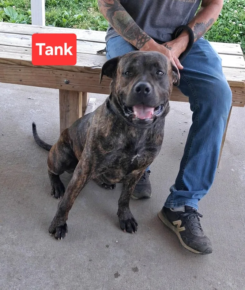 An adult large-sized male Brindle Labrador Retriever dog named Tank for adoption in Clinton, MO